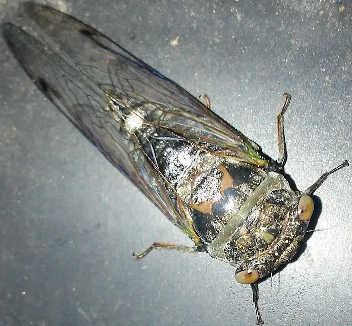 Martin Pest Control Picture 3
