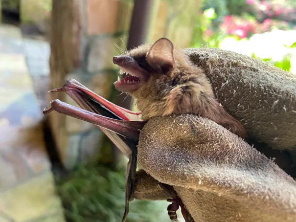 Critter Control Central, MA Picture 6