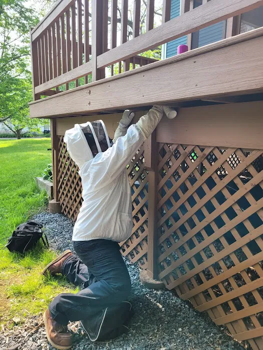 Ransford Pest Control Picture 7