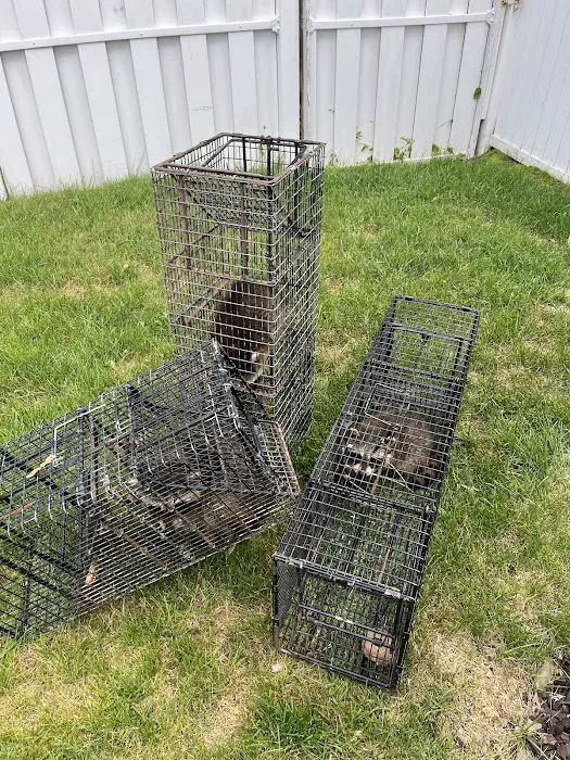 Affordable Wildlife Solution Picture 5