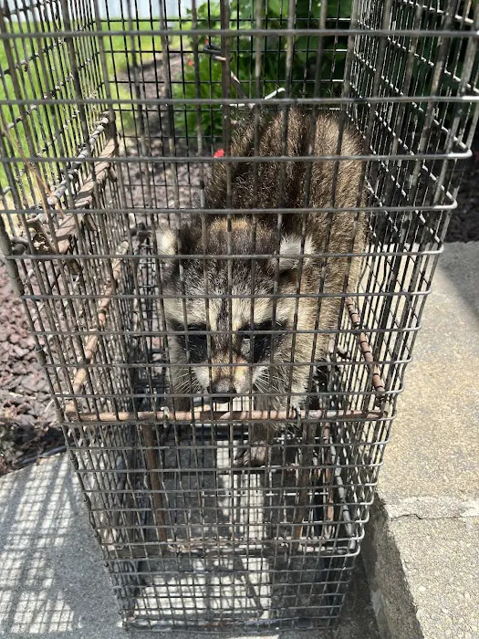 Affordable Wildlife Solution Picture 9