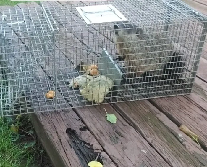 Loyalty Termite & Pest Control Picture 10