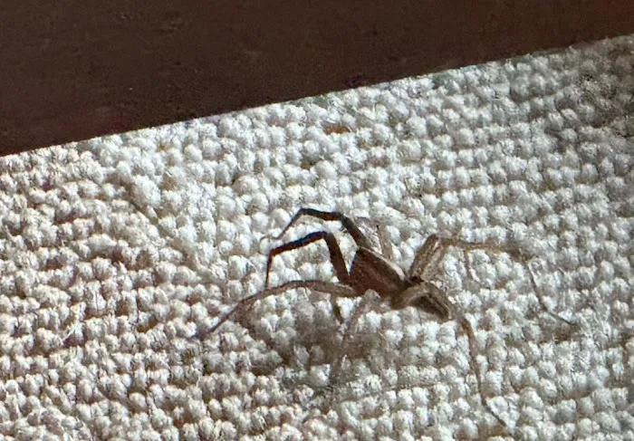 Loyalty Termite & Pest Control Picture 5