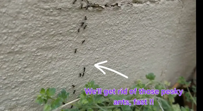Loyalty Termite & Pest Control Picture 7
