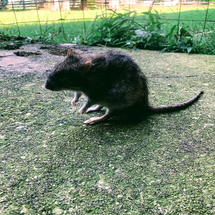 Abracadabra Pest Solutions Picture 9