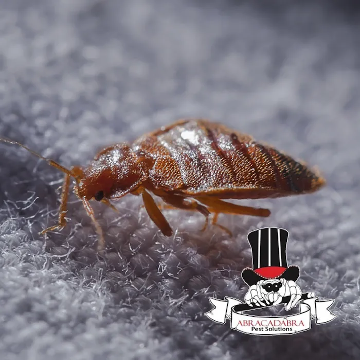 Abracadabra Pest Solutions Picture 8