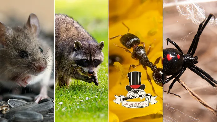 Abracadabra Pest Solutions Picture 4