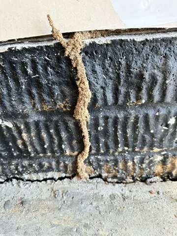 Abracadabra Pest Solutions Picture 5