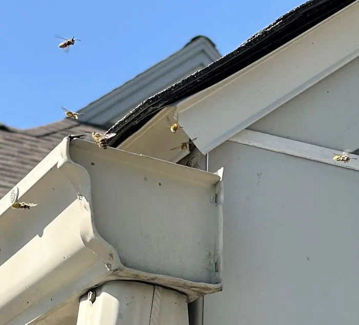 Keystone Pest Solutions, LLC Picture 2