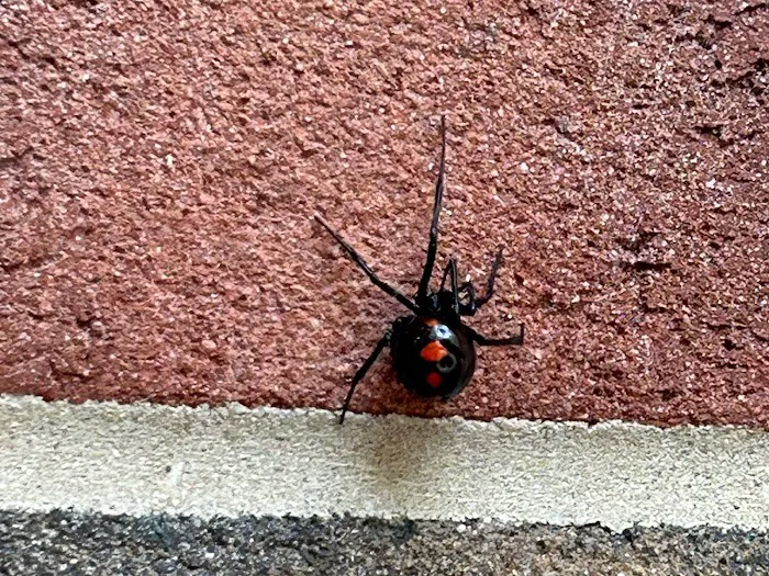 Keystone Pest Solutions, LLC Picture 3