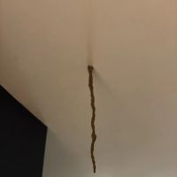 All County Termite & Pest Control ico