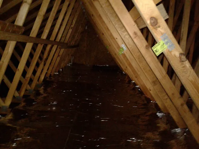 All County Termite & Pest Control Picture 9