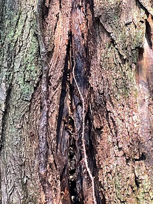 All County Termite & Pest Control Picture 8