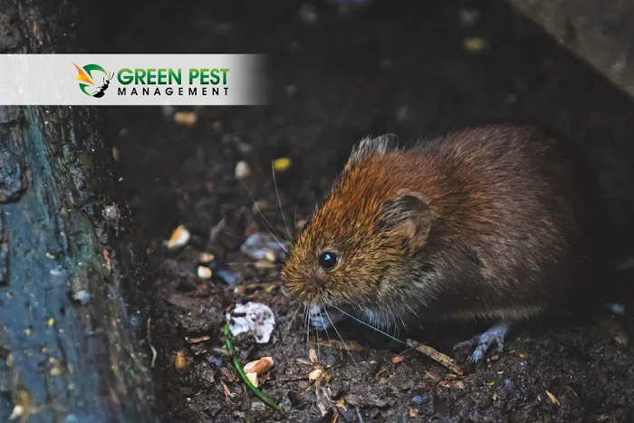 Green Pest Management Picture 10