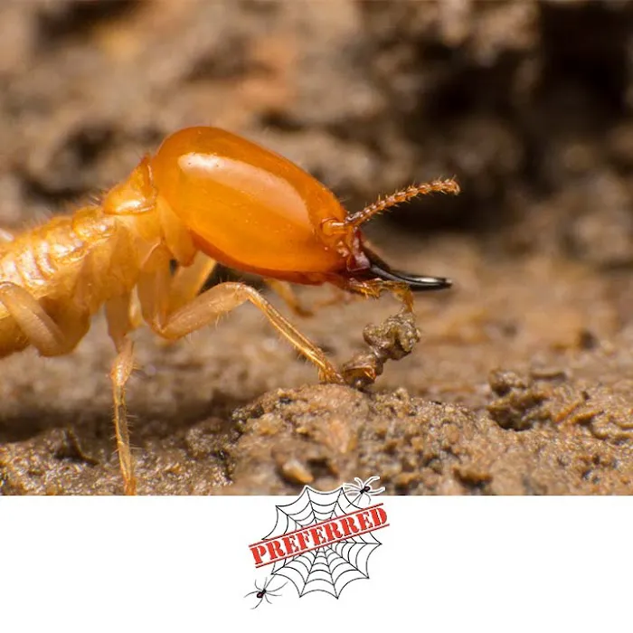 Preferred Termite and Pest Control Picture 6