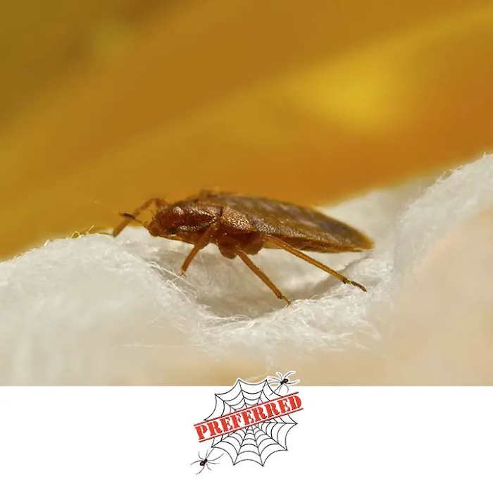 Preferred Termite and Pest Control Picture 5