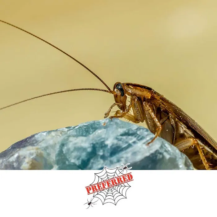Preferred Termite and Pest Control Picture 2