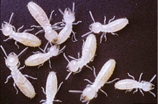 Preferred Termite and Pest Control Picture 1
