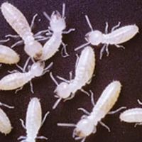 Preferred Termite and Pest Control ico