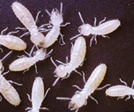 Preferred Termite and Pest Control