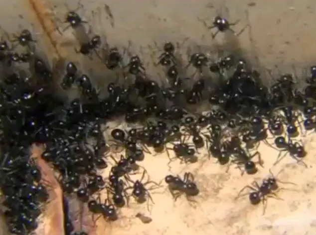 Preferred Termite and Pest Control Picture 7