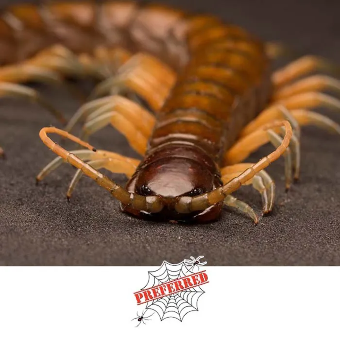 Preferred Termite and Pest Control Picture 10