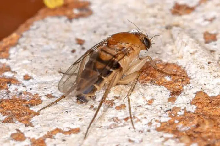 Western Pest Services Picture 3