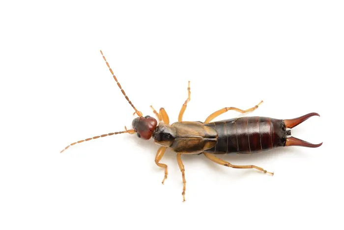 Western Pest Services Picture 5