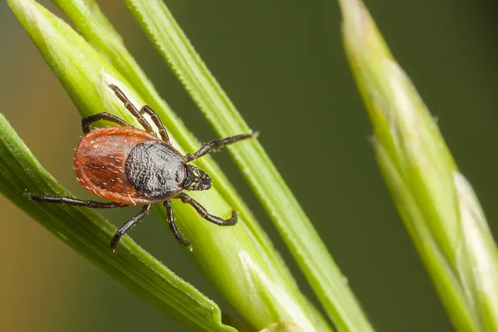 Western Pest Services Picture 7