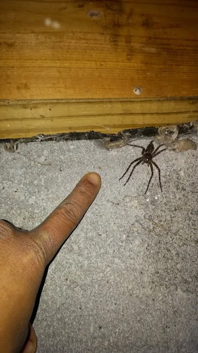 Smart Solutions Pest Management Picture 3