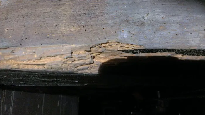 Smart Solutions Pest Management Picture 4