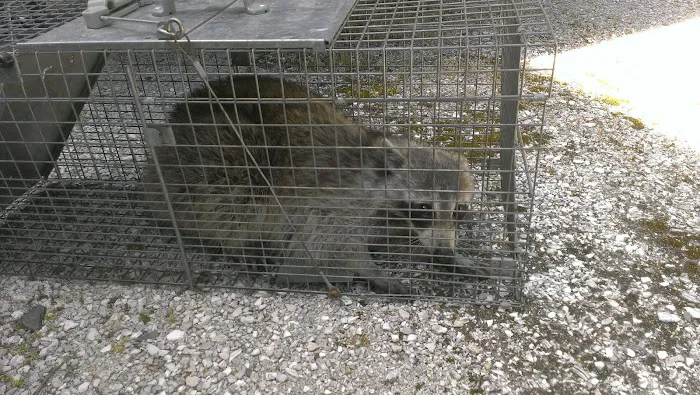 Smart Solutions Pest Management Picture 5