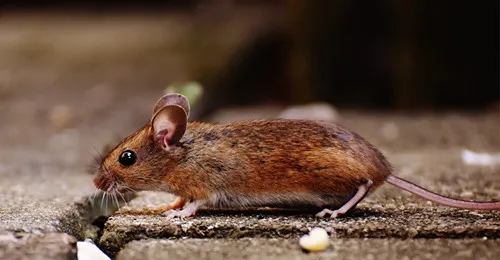Viking Pest Control Picture 3