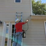 Lady Bugs All Pest Solutions