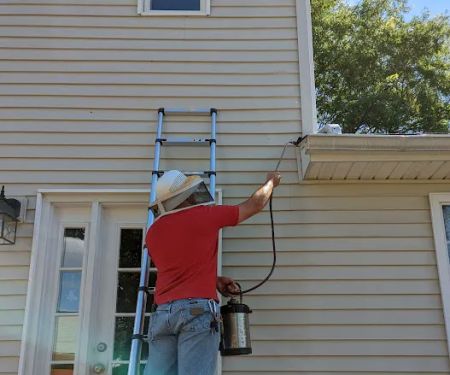Lady Bugs All Pest Solutions