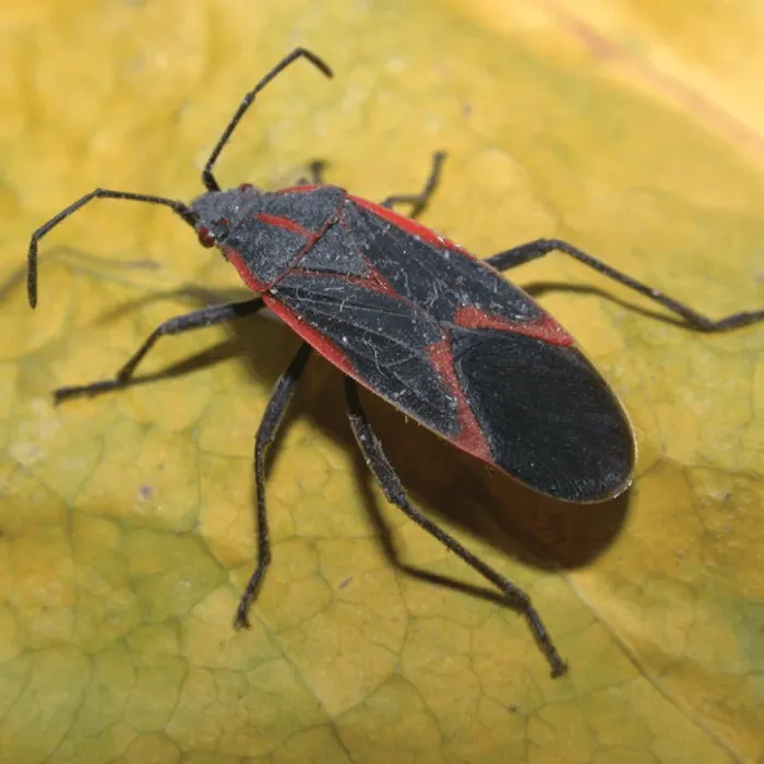 BUGMAN Pest Elimination Picture 8
