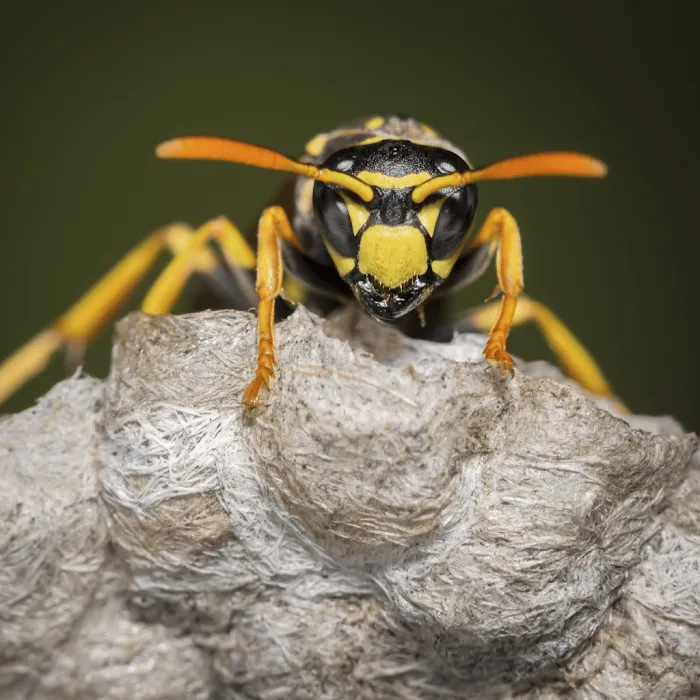 BUGMAN Pest Elimination Picture 7