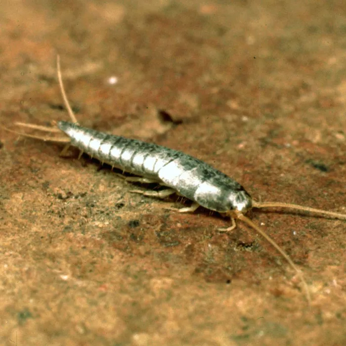 BUGMAN Pest Elimination Picture 10
