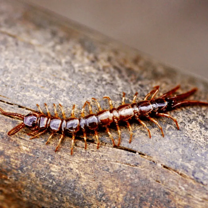 BUGMAN Pest Elimination Picture 2