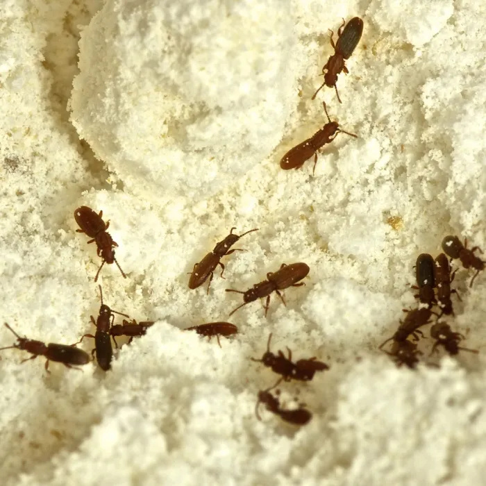 BUGMAN Pest Elimination Picture 6