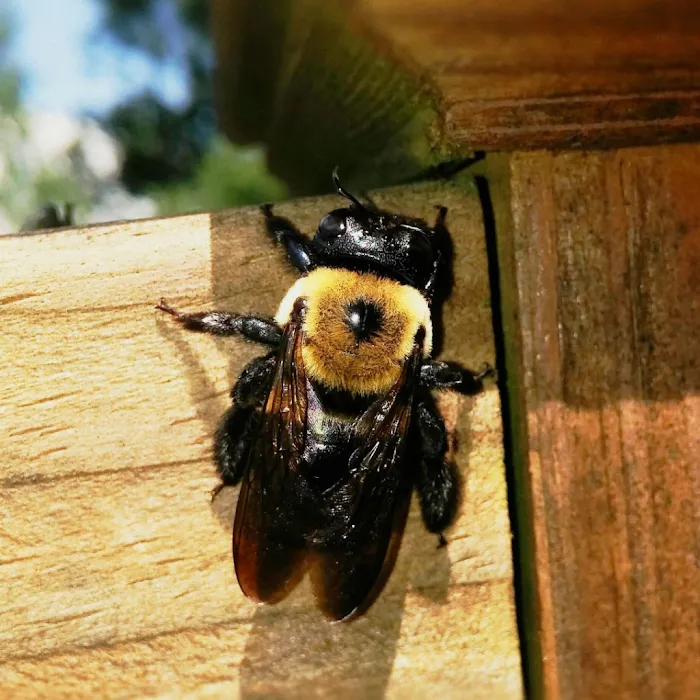 BUGMAN Pest Elimination Picture 3