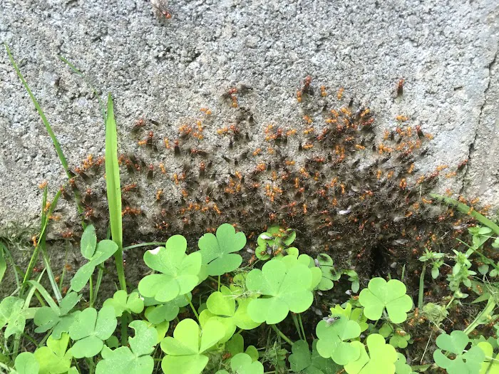 Fly Tech Extermination Picture 2