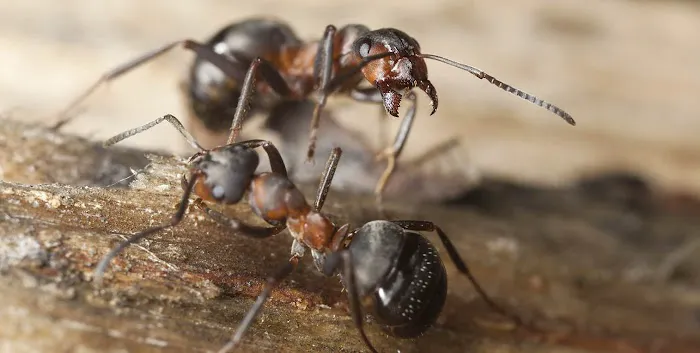 Fly Tech Extermination Picture 5