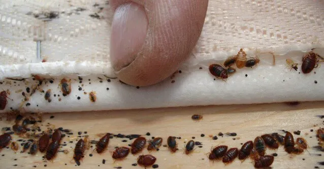 Ultimate Pest Control Picture 2