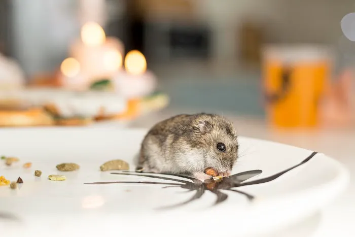 Ultimate Pest Control Picture 7