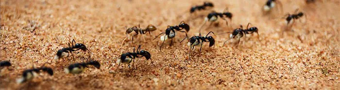 Ultimate Pest Control Picture 4