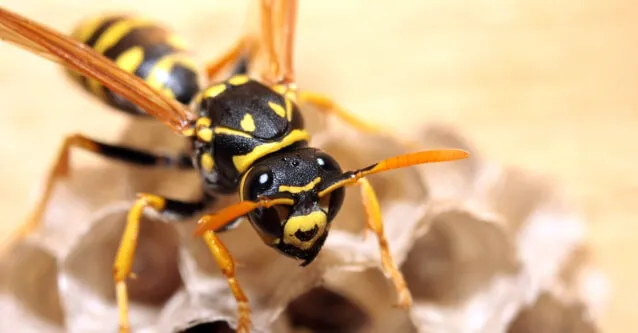 Ultimate Pest Control Picture 8
