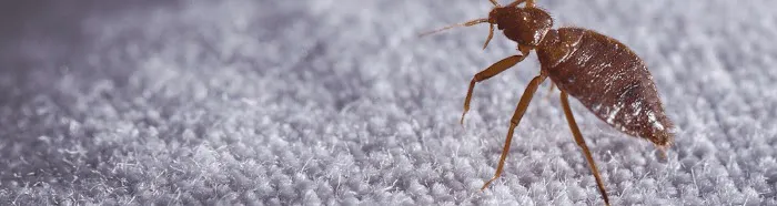 Ultimate Pest Control Picture 3