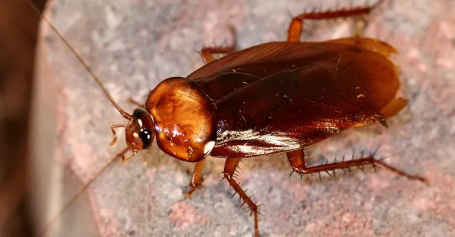 Ultimate Pest Control Picture 5