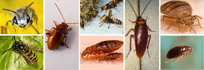 Ultimate Pest Control Picture 1